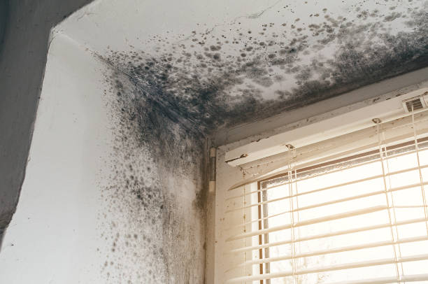 Affordable Mold Removal solutions in Bridgewater, VA