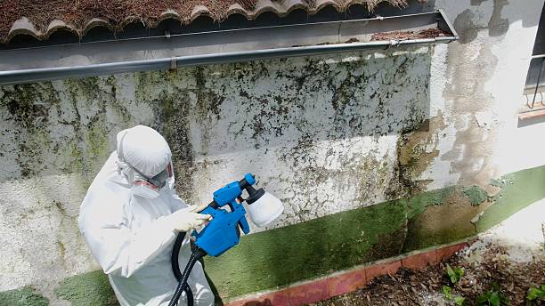 Top rated local Mold Removal specialists in Bridgewater, VA